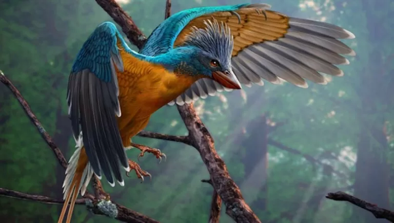 Paleontologists Find Fossil of 119-Million-Year-Old Beaked Bird