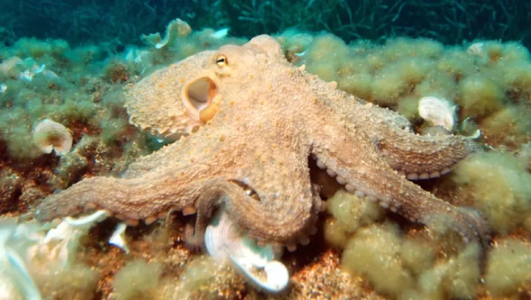 Study: microRNAs are Key to Evolution of Complex Octopus Brain