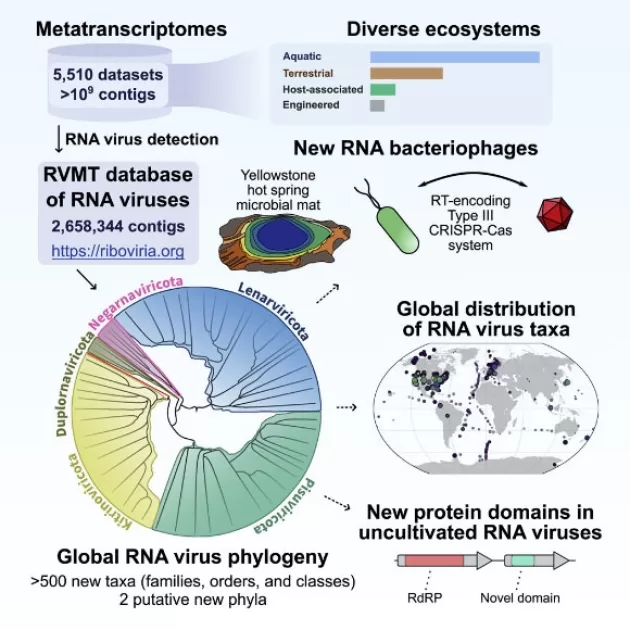 Biologists Discover Over 100,000 New Types of RNA Viruses
