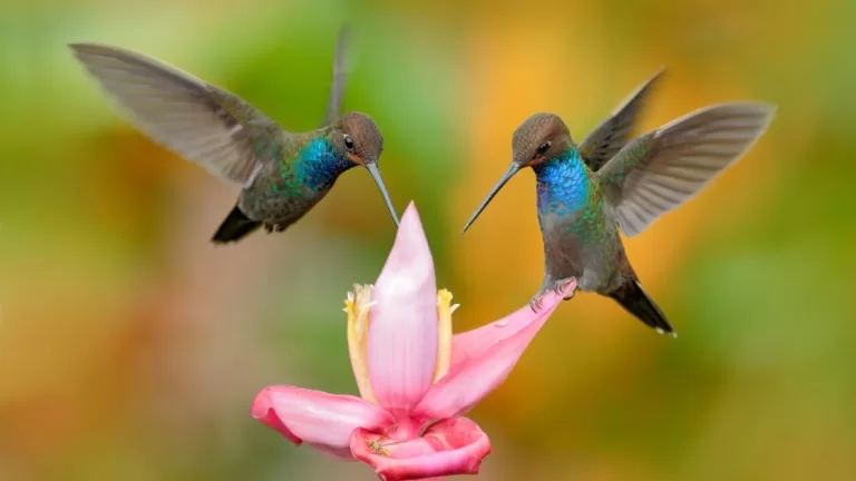 Reverse-engineered hummingbird wings could inspire new drone designs