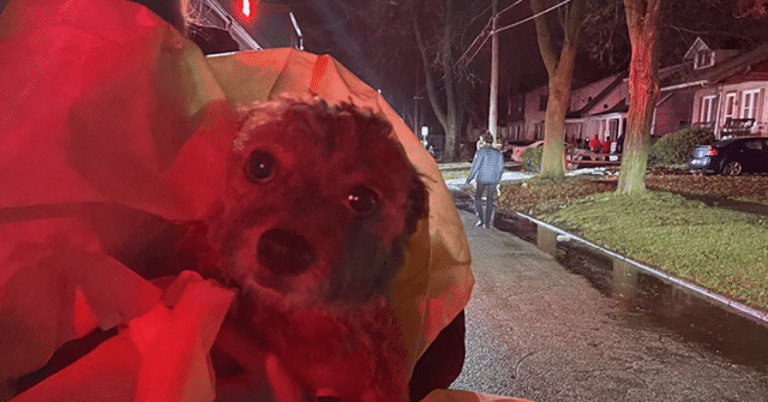 WATCH – Police Revive Dog Pulled from Burning Home: ‘Great Job, Troopers!’