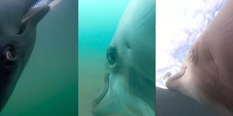 Up close and personal: Dolphin POV caught on camera while hunting for tasty fish