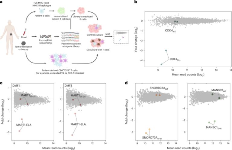 Identification of patient-specific CD4<sup>+</sup> and CD8<sup>+</sup> T cell neoantigens through HLA-unbiased genetic screens