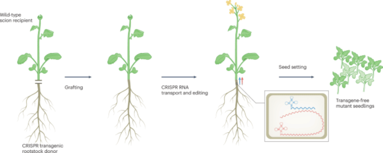 CRISPR-edited plants by grafting
