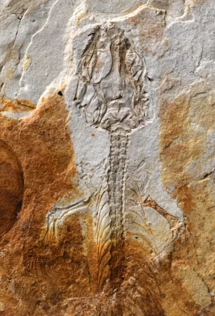 Paleontologists Discover Extinct Lizard that Lived among Dinosaurs