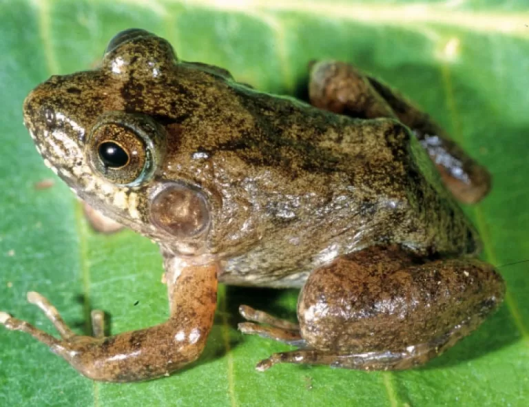 Twenty New Species of Frogs Discovered in Madagascar