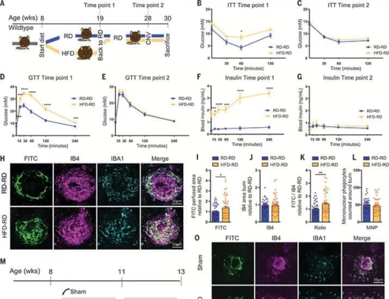 Past history of obesity triggers persistent epigenetic changes in innate immunity and exacerbates neuroinflammation | Science
