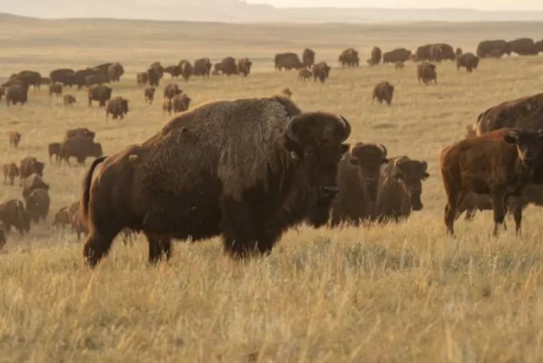 Reintroducing bison on tallgrass prairie doubles plant diversity: research