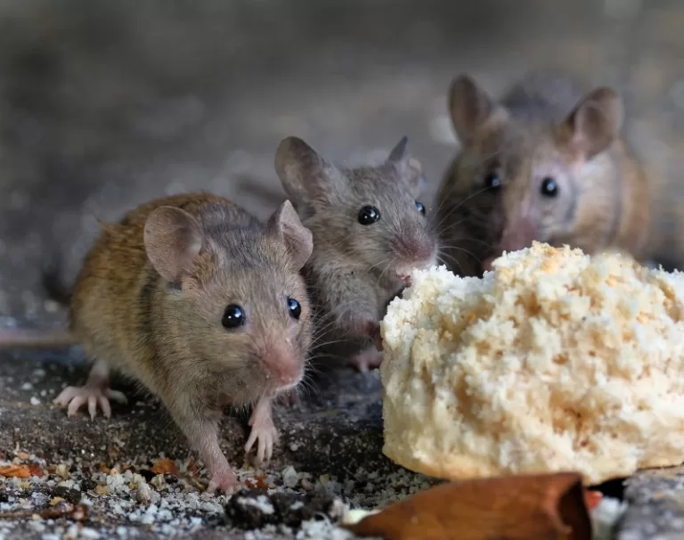 Researchers implanted mini human brains in mice, and they respond to light