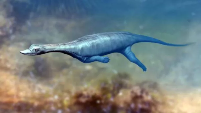 Triassic Marine Reptile Had Incredibly Long Tail