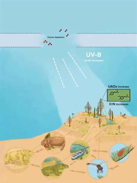 Ozone Layer Collapse Contributed to End-Permian Mass Extinction