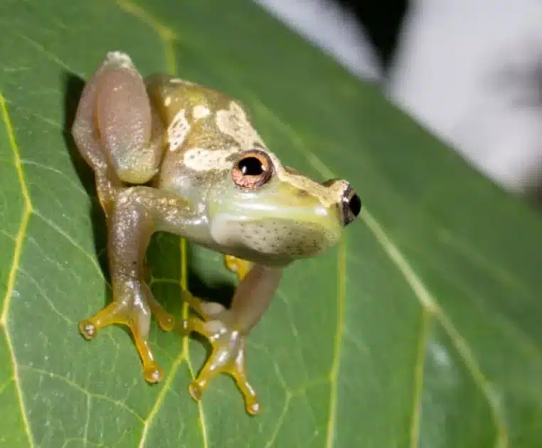 Scientists Discover New Species of Voiceless Frog in Tanzania