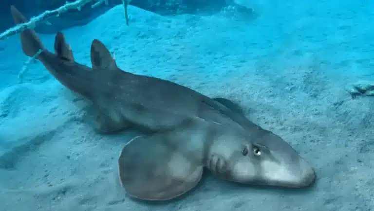 Paleontologists Redescribe Enigmatic Jurassic Shark Species