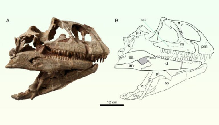 Paleontologists Discover New Species of Sauropodomorph Dinosaur in China