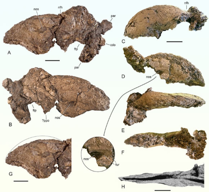 Paleontologists Find Rare Skull of Extinct Flightless Bird