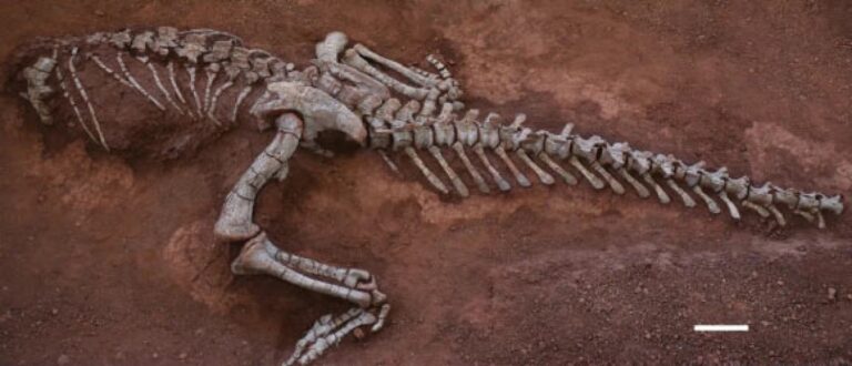Paleontologists Discover New Species of Sauropodomorph Dinosaur Paleontologists Discover New Species of Sauropodomorph Dinosaur