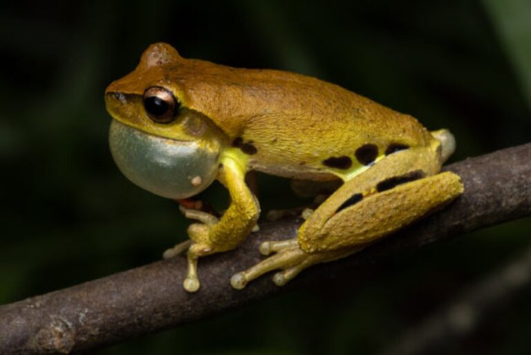 New Species of Tree Frog Discovered in Australia New Species of Tree Frog Discovered in Australia