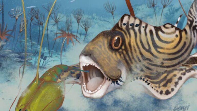 Paleontologists Identify New Species of Carboniferous-Period Shark