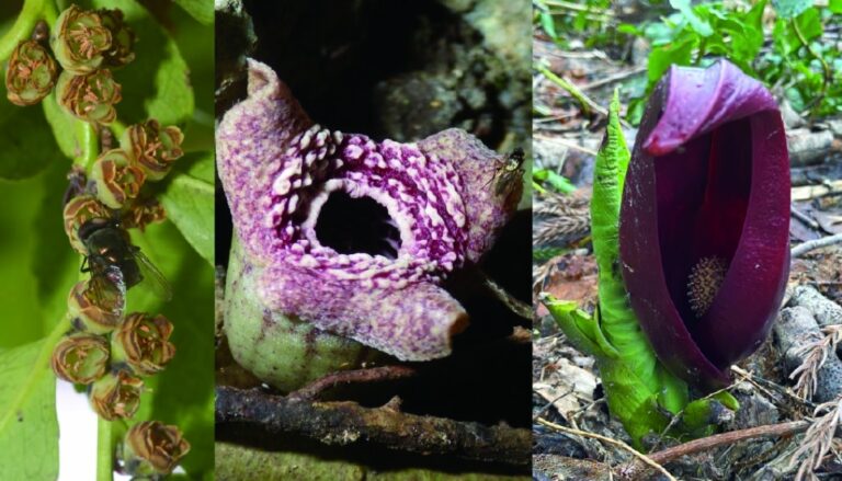 Scientists discover how some flowers mimic the smell of death