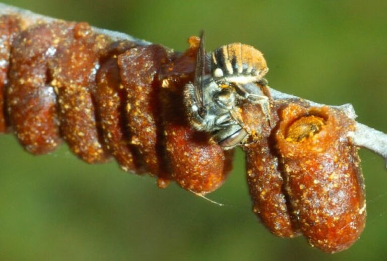 Entomologists Discover 71 New Species of Native Bees in Australia