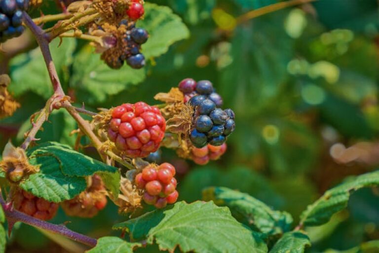 Scientists Identify Genetic Region Responsible for Prickle-Free Blackberry Canes