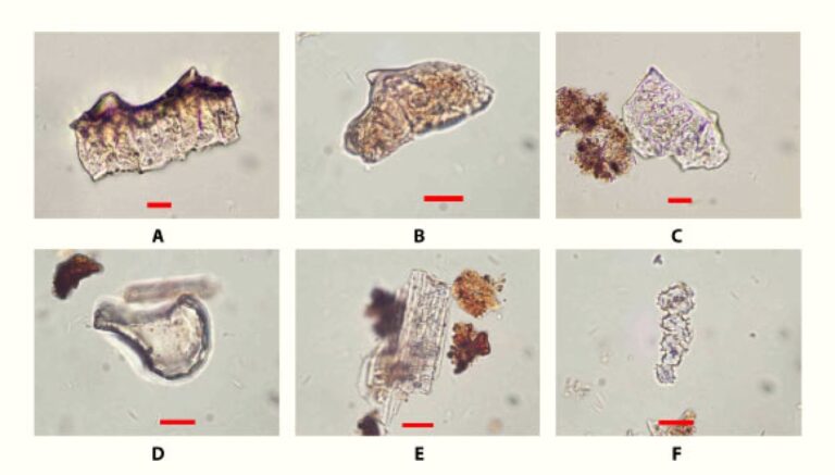 Archaeologists Find 3,500-Year-Old Traces of Rice in Guam