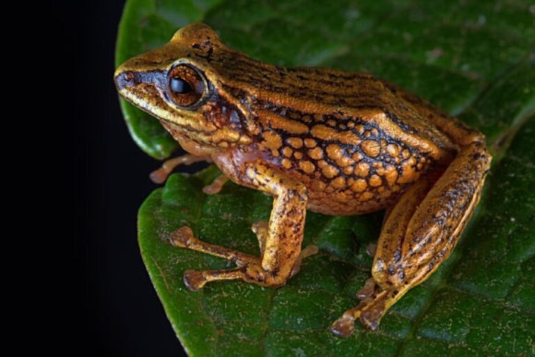 Herpetologists Discover Three New Species of Frogs in Peru