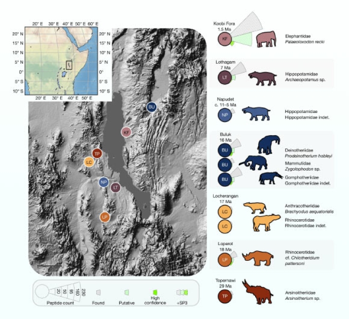 Paleontologists Find Ancient Proteins in 18-Million-Year-Old Mammal Tooth Enamel
