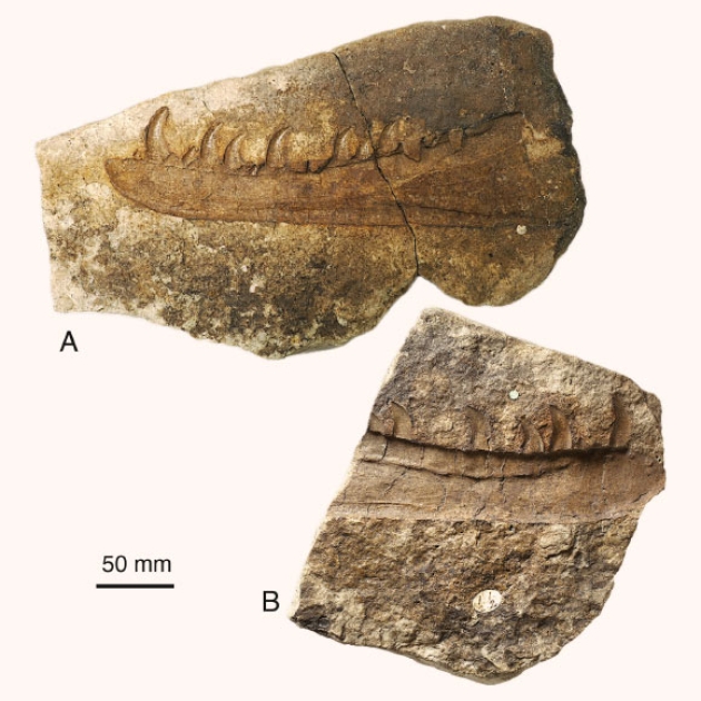 Paleontologists Identify New Species of Triassic Dinosaur