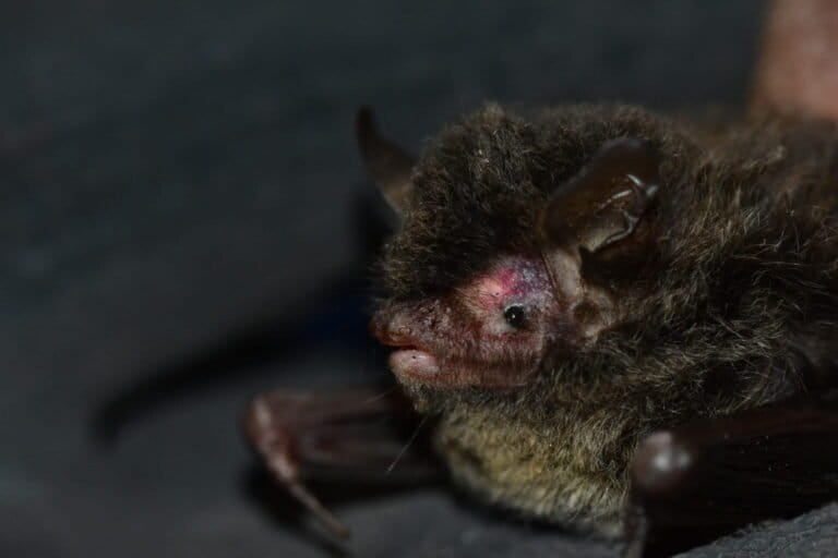 New bat species described from Western Himalayas