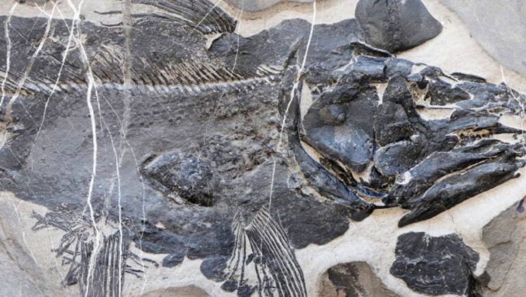 Paleontologists Discover New Species of Early Triassic Coelacanth