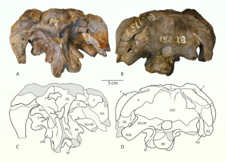 New Species of Sauropod Dinosaur Identified in Museum Drawer