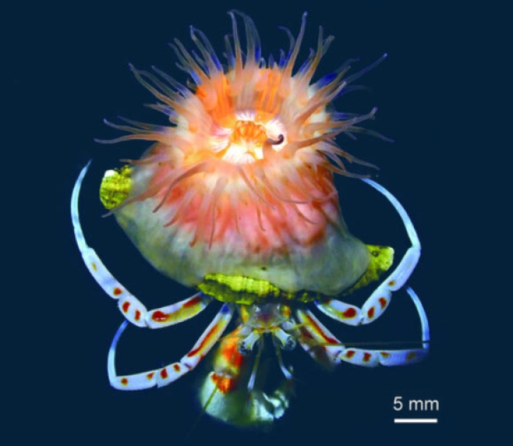 New Species of Shell-Forming Sea Anemone Discovered in Japanese Waters