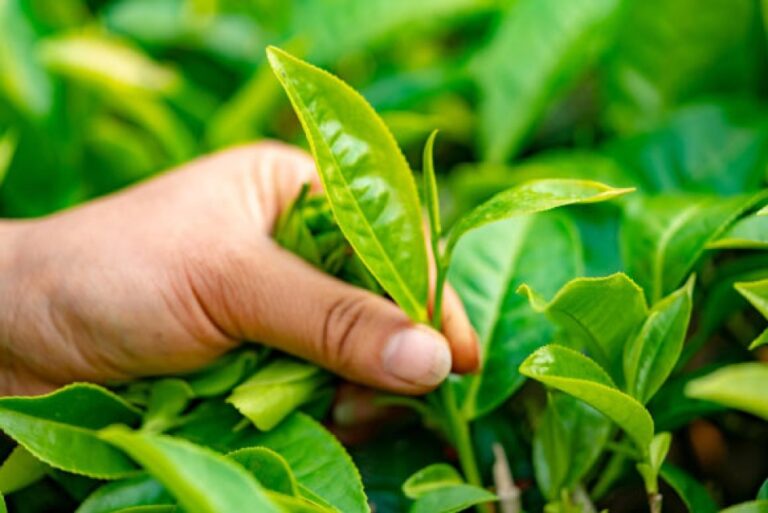 Researchers Identify Gene Responsible for Bud Size in Tea Plant