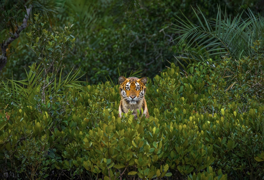 8 cool images from the Mangrove Photography Awards