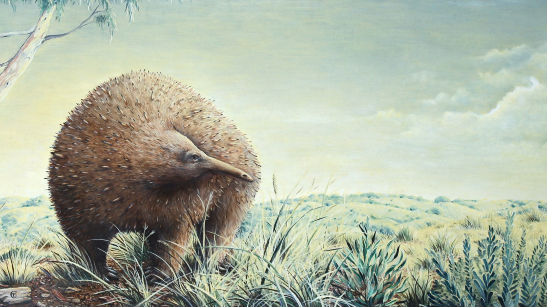 New megafauna looked like spiky, 30-pound hamster