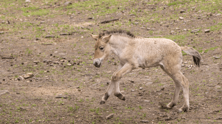 Rare Przewalski’s horse born in New York