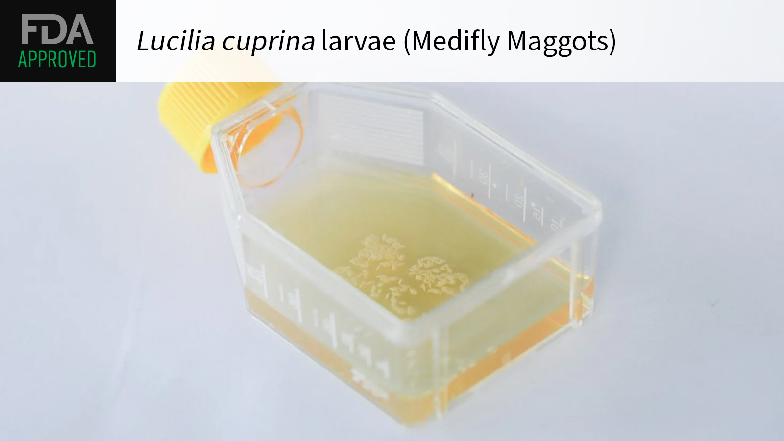 New Type of Maggots Cleared by FDA as Medical Treatment