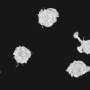 Tumors hijack macrophages after they clear dead cells, real-time tracking reveals